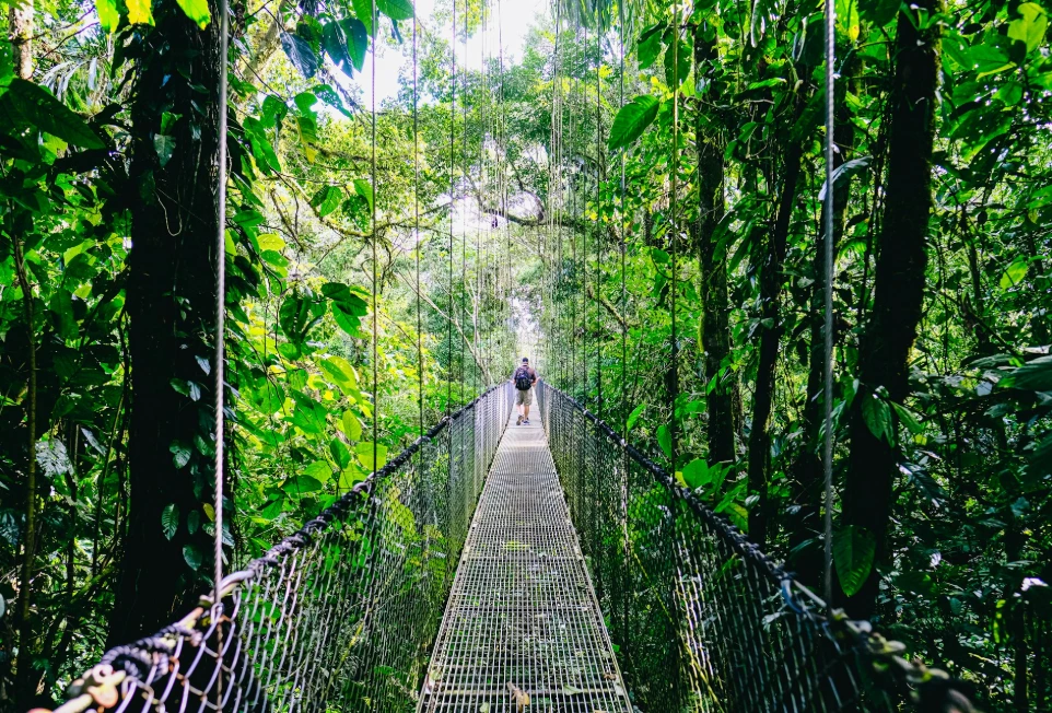 person walking on hanging bridge surrounded by green trees during daytime